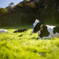 Fibrenamics e INOVA apresentam projeto inovador para desenvolvimento de fibras a partir do leite não alimentar produzido nos Açores