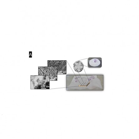 Bacterial Cellulose Membrane with Functional Properties